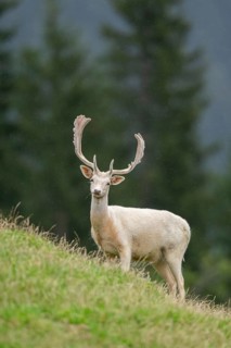 European fallow deer (Dama dama) stag on a meadow, tirol, Kitzbühel, Wildpark Aurach, Austria