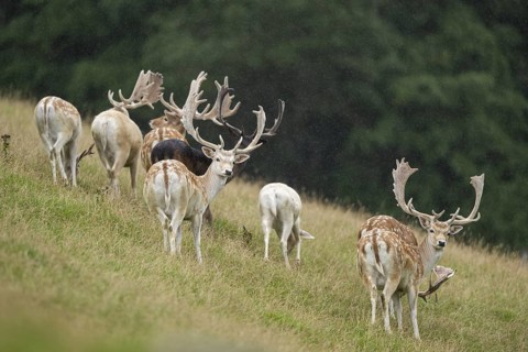 European fallow deer (Dama dama) stags on a meadow, tirol, Kitzbühel, Wildpark Aurach, Austria