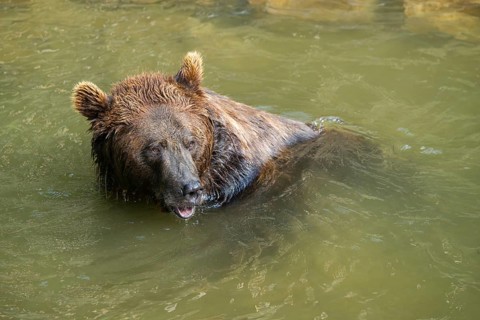 Eurasian brown bear (Ursus arctos arctos) in the water, Austria