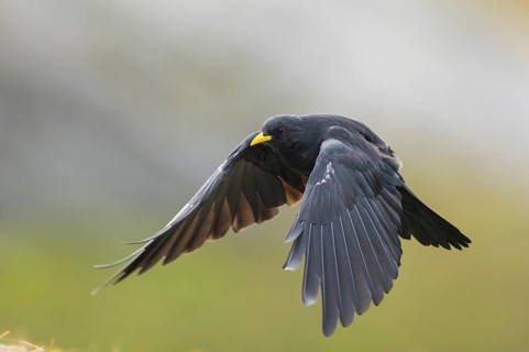 Yellow-billed chough (Pyrrhocorax graculus) in the mountains at Hochalpenstraße, Pinzgau, Salzburg,
