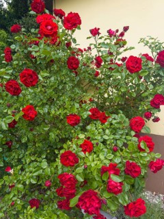 Rose bush, red roses, hybrid rose (Rosa hybrida)