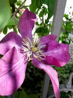 Clematis viticella, Blue clematis, Small-flowered clematis (Clematis viticella)