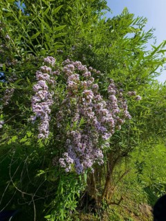 Narrow-leaved summer lilac, narrow-leaved butterfly bush (Buddleja alternifolia)