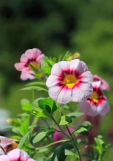 Blooming magic bells (Calibrachoa), in the countryside, North Rhine-Westphalia, Germany