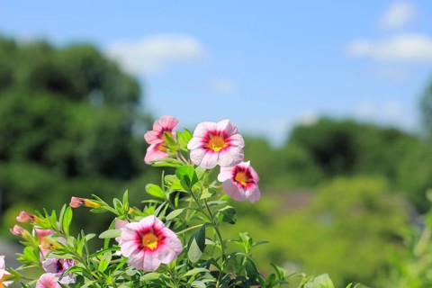 Blooming magic bells (Calibrachoa), in front of a blue sky, North Rhine-Westphalia, Germany