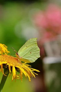 Lemon butterfly (Gonepteryx rhamny) on a yellow flower of a Great Telekie (Telekia speciosa),