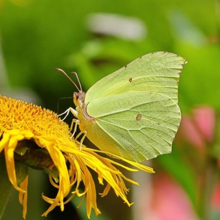 Lemon butterfly (Gonepteryx rhamny) on a yellow flower of a Great Telekie (Telekia speciosa), macro