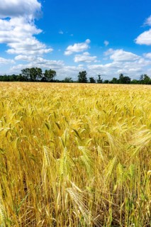 Grain field, in front of harvest, barley, near Bottrop-Kirchhellen, North Rhine-Westphalia, Germany
