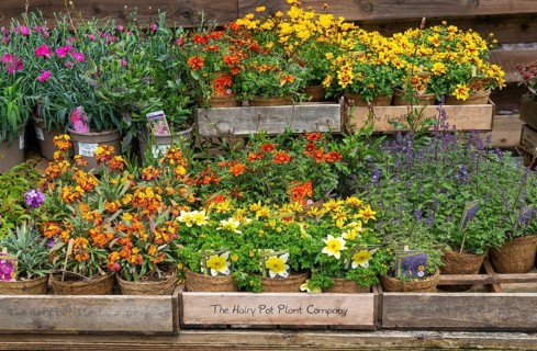 Flowering plants in coir pots by the Hairy Pot Plant Company, Wiltshire, England, UK on sale at a