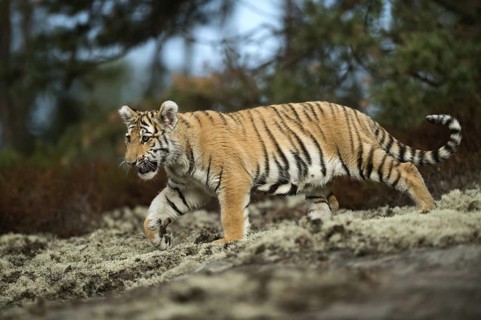 Impressive... Royal Bengal tiger (Panthera tigris tigris) or Indian tiger, still quite young