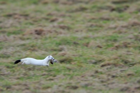 Nimble mouser... Ermine (Mustela erminea) in white winter fur, has caught a mouse, runs, jumps at a