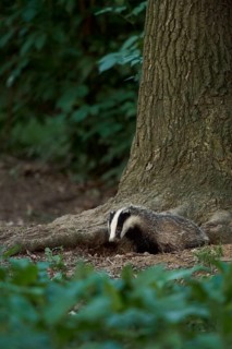 Young badger leaving the badger cove... European badger (Meles meles) in natural environment in the