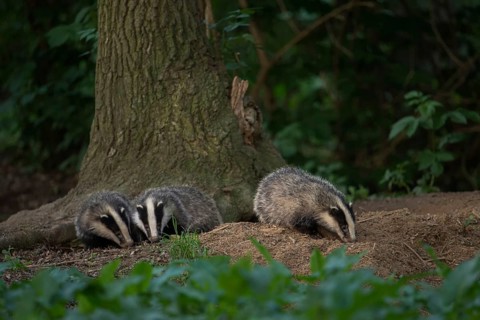 Siblings... European badger (Meles meles), young badgers playing at the edge of their den, the
