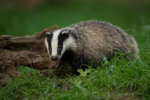 Just like in a picture book... European badger (Meles meles), young badger in the forest, detailed