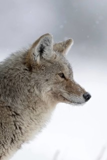 Silent observer... Coyote (Canis latrans) in winter during heavy snowfall, detailed close-up, head