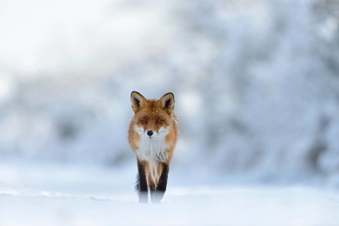 Eye contact... Red fox (Vulpes vulpes) runs through a snow-covered landscape along the edge of the