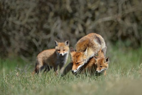 Fox family... Red fox (Vulpes vulpes), fox fawn, fawn with offspring, two young foxes, female fox