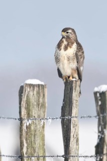 In snow and frost... Buzzard (Buteo buteo) perched on a fence post in the snow on a cold winter's
