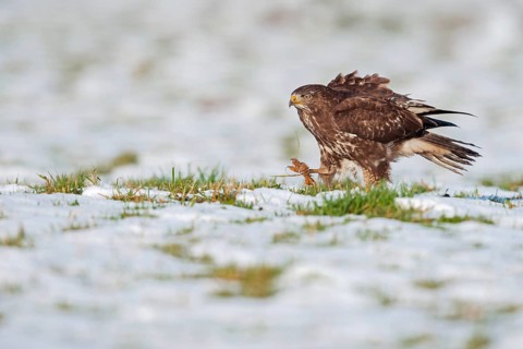 Travelling on foot... Buzzard (Buteo buteo) in winter, Buzzard, bird of prey walking at a brisk