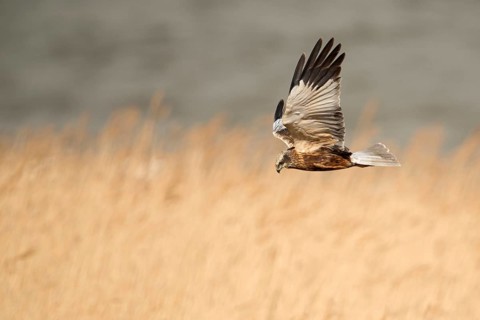 In typical foraging flight... Marsh harrier (Circus aeruginosus) flies hunting over golden reeds,