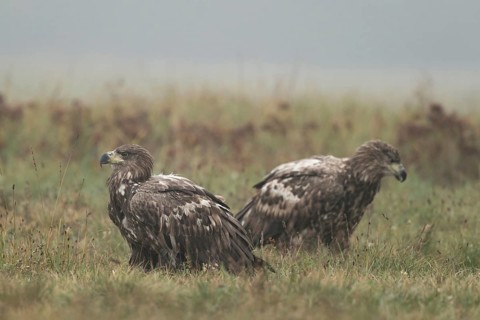 Meeting of the young... White-tailed eagle (Haliaeetus albicilla), two young, immature, not yet
