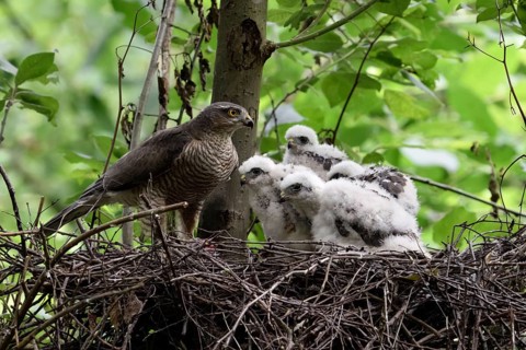 Female with young birds... Sparrowhawk (Accipiter nisus) on the nest, bird of prey eyrie,