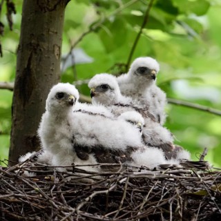 Young birds... Sparrowhawk (Accipiter nisus), young birds of prey in their nest, not yet fledged