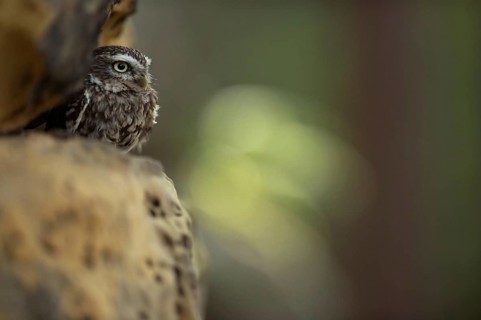 In the rock face... Little owl (Athene noctua), owl in its daytime hiding place, little owls are