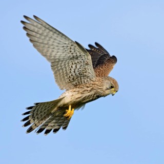 Shaking... Kestrel (Falco tinnunculus), also known as Rüttelfalke, relatively small, relatively