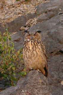 Beautiful fiery red eyes... European Eagle Owl (Bubo bubo), native owl in a quarry, typical white
