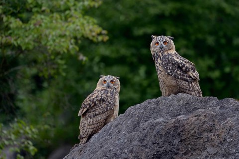 Late evening in the quarry... European eagle owl (Bubo bubo), two young eagle owls sitting on a