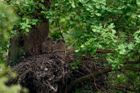 At nightfall... European eagle owl (Bubo bubo), young birds in their nest on an old hawk nest,