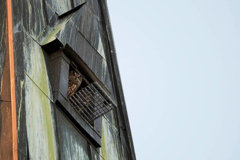 In the church tower... European eagle owls (Bubo bubo), pair of eagle owls, owls nesting in a