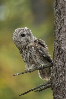 Attentive look to the side... Tawny owl (Strix aluco), sitting on the side branch of a conifer,