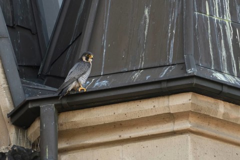 The tercel... Peregrine falcon (Falco peregrinus), male falcon on the roof of a church, typical,