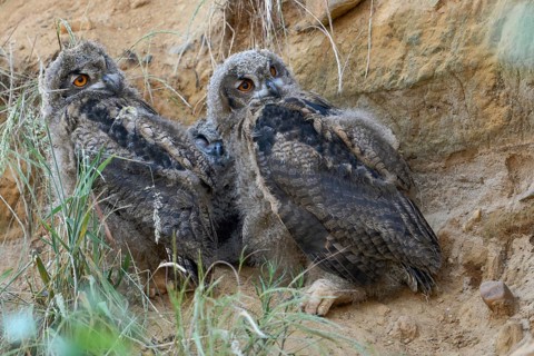 A little bit crooked... European eagle owl (Bubo bubo), two young birds, young eagle owls in their