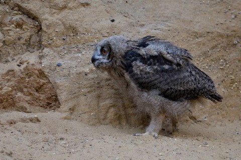 Stroller... European Eagle Owl (Bubo bubo), infantryman, young bird, branchling explores bored the