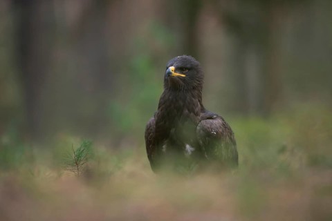 Rare vagrant in Europe... Steppe eagle (Aquila nipalensis), large dark bird of prey of the eagle