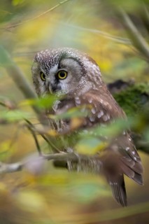 Hidden in autumn leaves... Great Horned Owl (Aegolius funereus), hiding among autumn-coloured