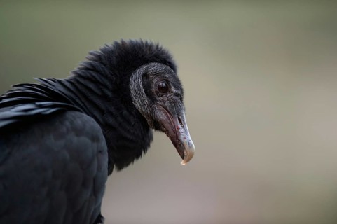 Scavenger... Raven vulture (Coragyps atratus), head portrait, detailed close-up, American,