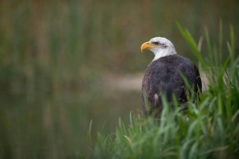 At the edge of the lake... Bald eagle (Haliaeetus leucocephalus), eagle sitting in the reeds at the