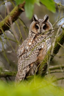 Hiding in a tree... Long-eared owl (Asio otus), more common native owl, mainly nocturnal, in its