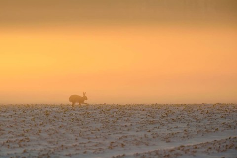 Atmospheric... European hare (Lepus europaeus) in winter, running against the light across a