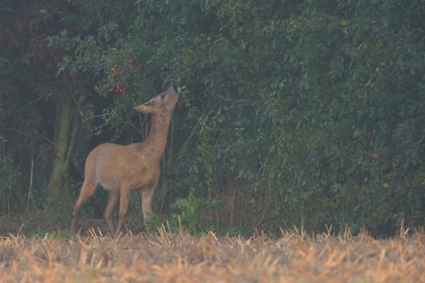 Young leaves and buds... Roe deer (Capreolus capreolus), young roebuck eating from a hedge in light
