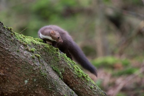 Small, nimble and manoeuvrable... Stone marten (Martes foina), also called house marten, in the