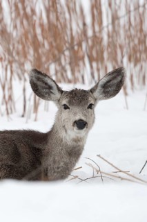Sail ears... Mule deer (Odocoileus hemionus), a common deer in western North America, conspicuous