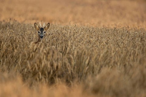 At the grazing... Roe deer (Capreolus capreolus), young roebuck standing in golden ripe grain,