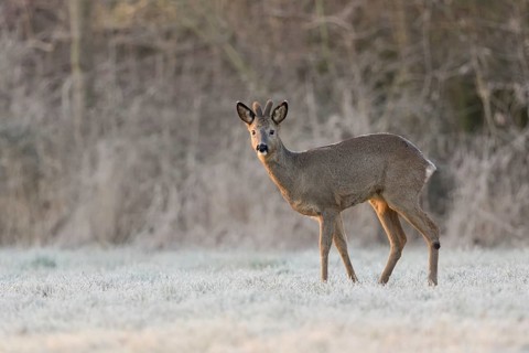 Roe deer, roebuck (Capreolus capreolus) in winter, winter coat, velvet antlers, standing at the