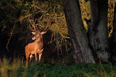 In the first light... Red deer (Cervus elaphus), noble stag stands at the edge of the forest in the