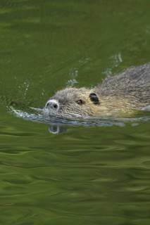 Good swimmers... Nutria (Myocastor coypus) swimming through a body of water, robust, invasive,